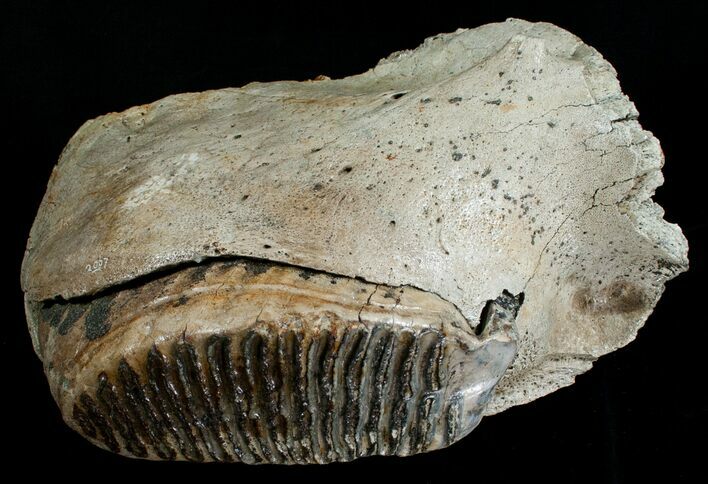 Partial Upper Mammoth Jaw - North Sea #4907